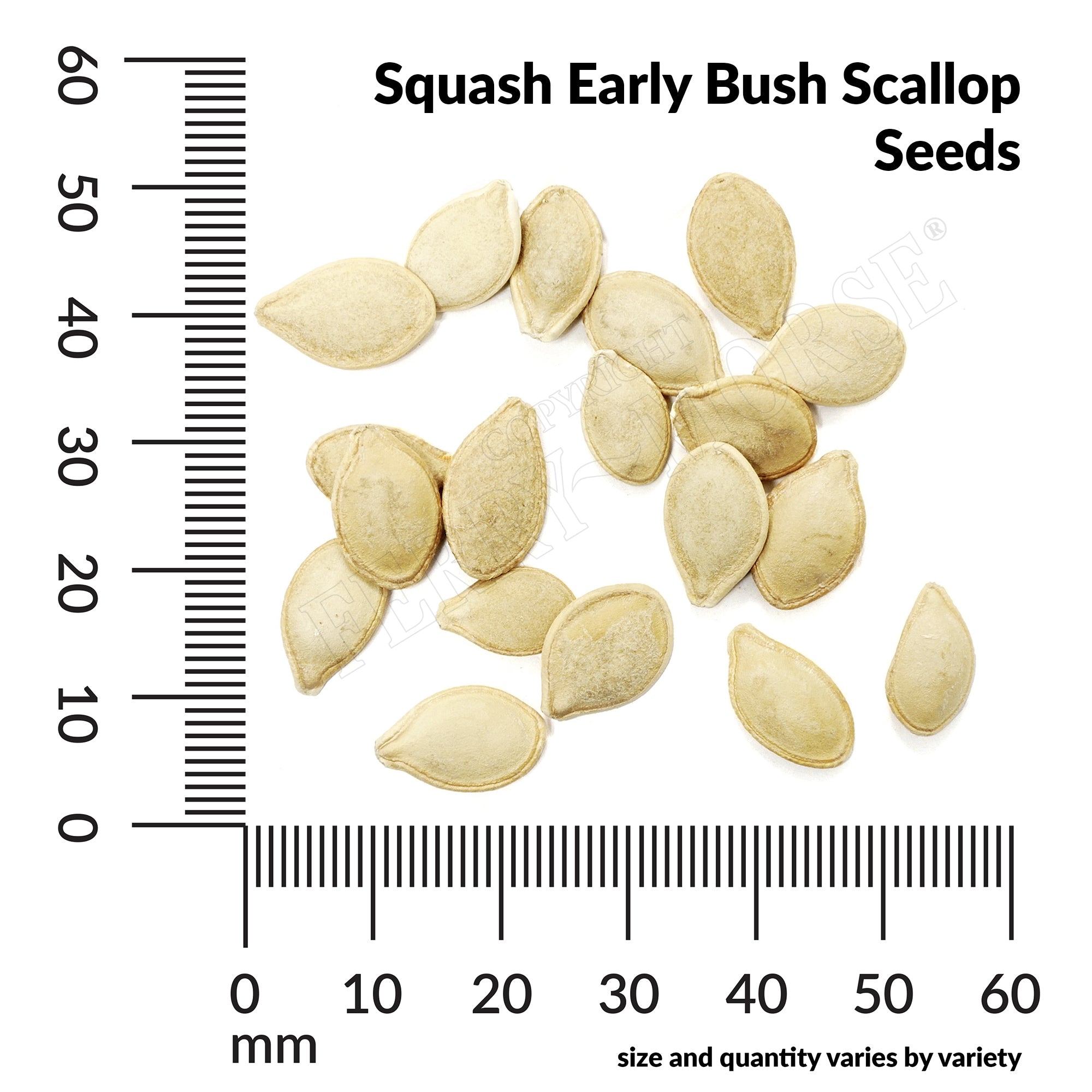 Squash early bush scallop seed spill and measurement